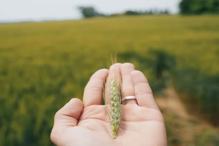 A hand holding grain in an agricultural field