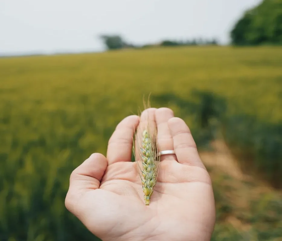 A hand holding grain in an agricultural field