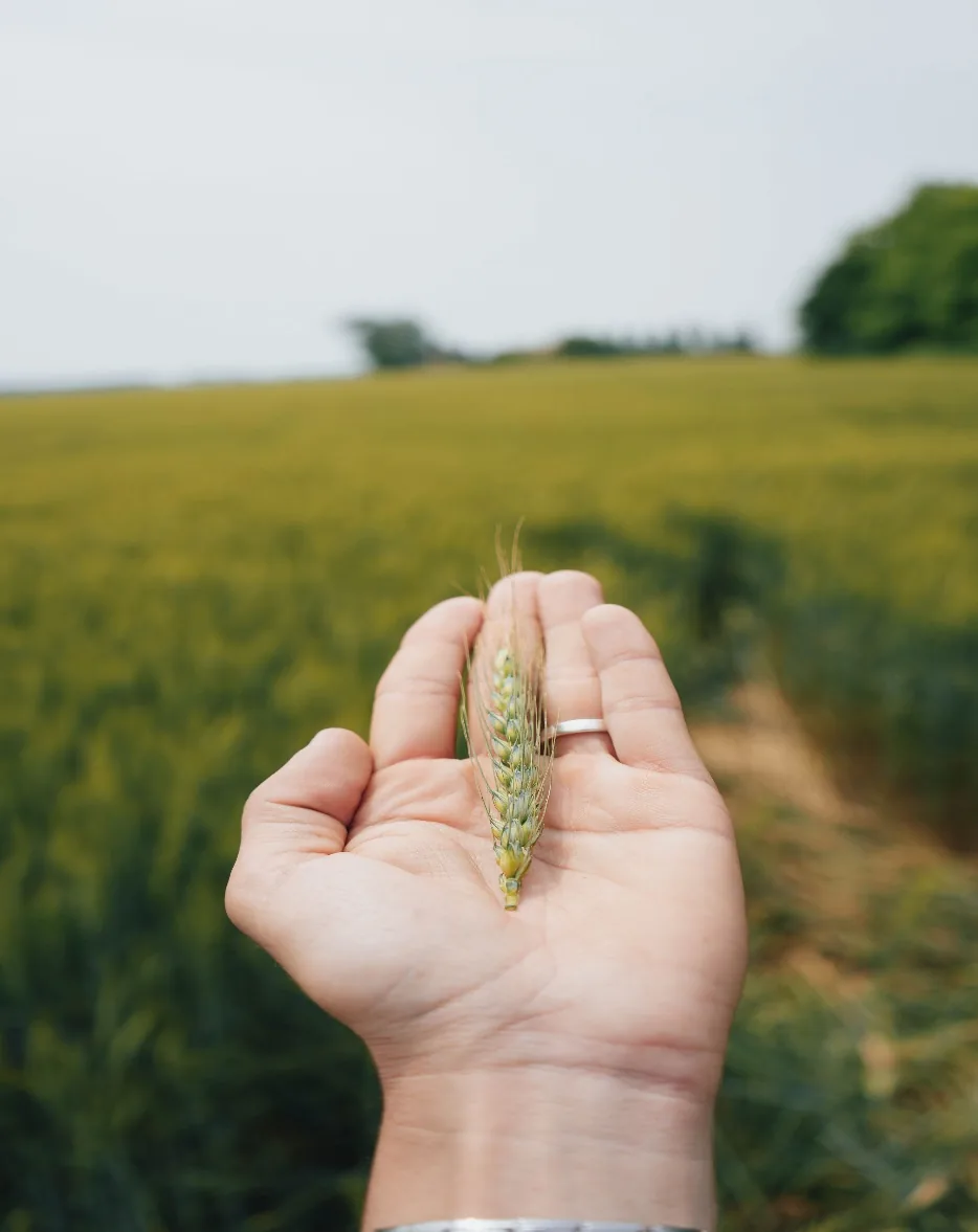 A hand holding grain in an agricultural field