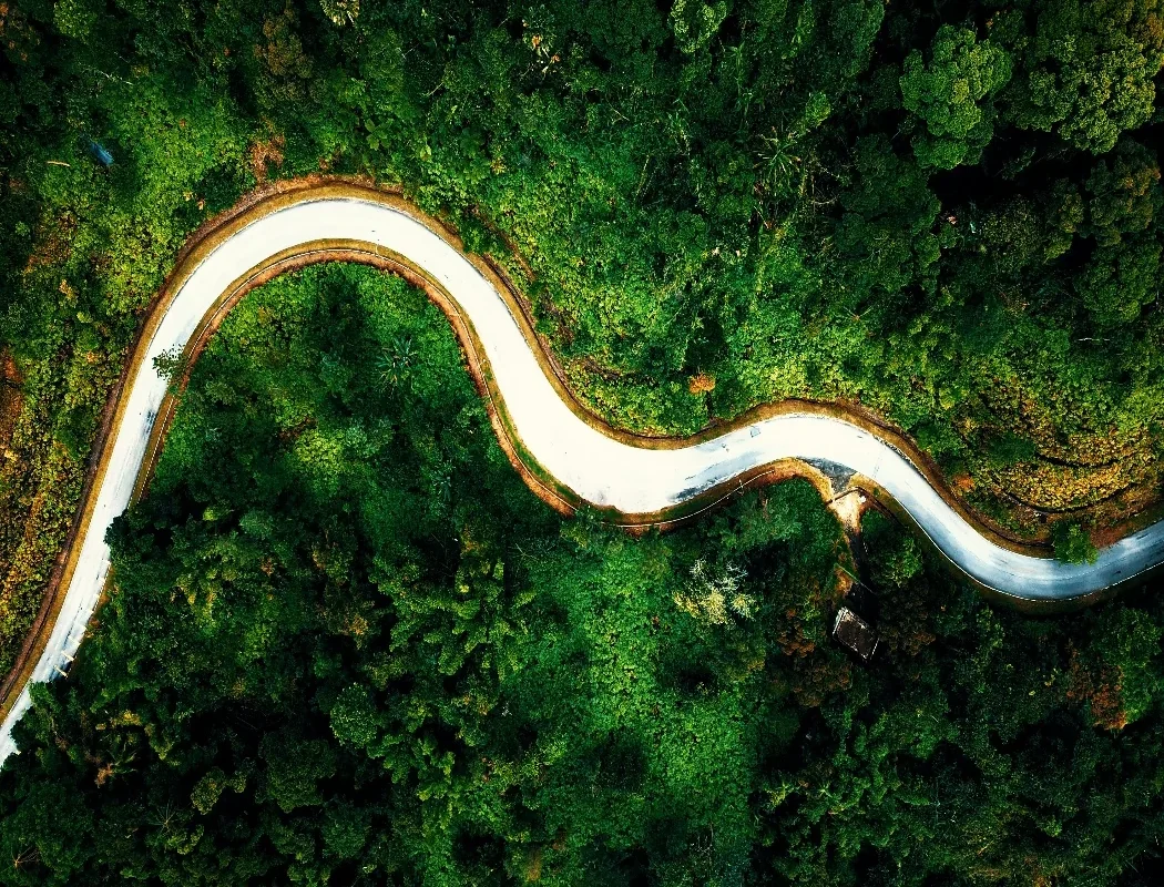 A winding road through a green forest