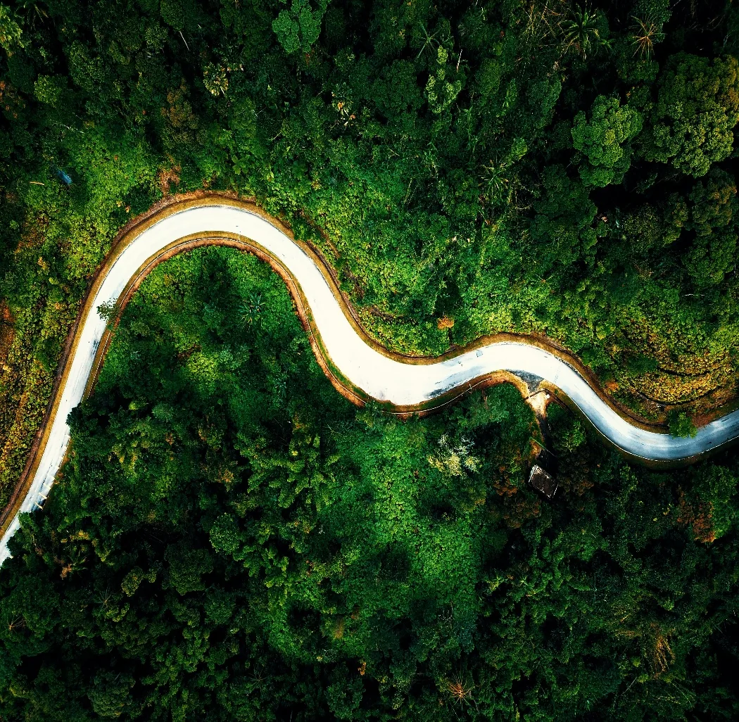 A winding road through a green forest